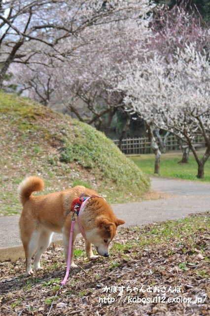 春はまぼろし_a0126590_23134098.jpg