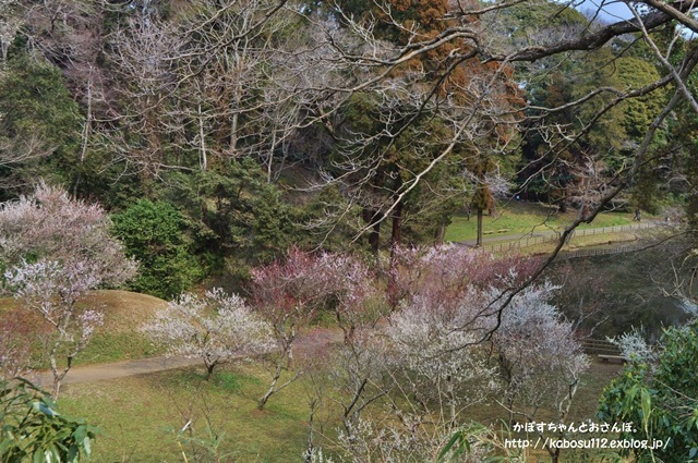 春はまぼろし_a0126590_23135149.jpg
