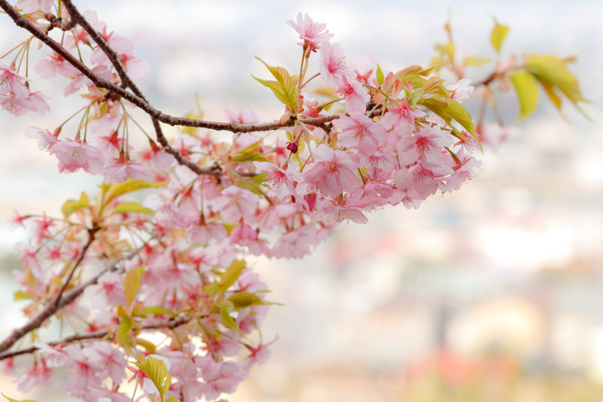 SAKURA_a0290990_9252776.jpg