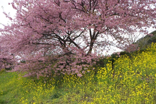 南伊豆の河津桜だワン！「みなみの桜」（2015）_a0218499_23312230.jpg