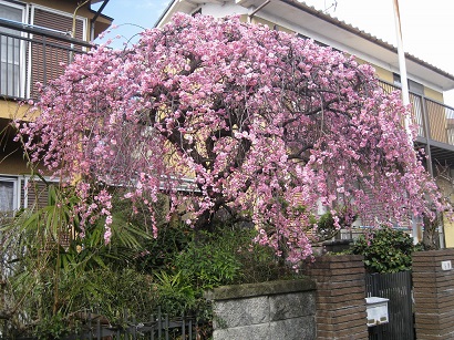 d0090001_21121431.jpg