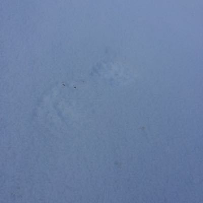 春の朝は_b0152504_1163285.jpg