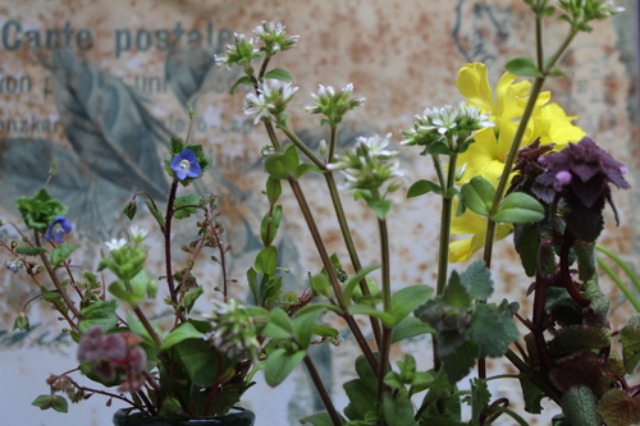 c0178009_16591595.jpg