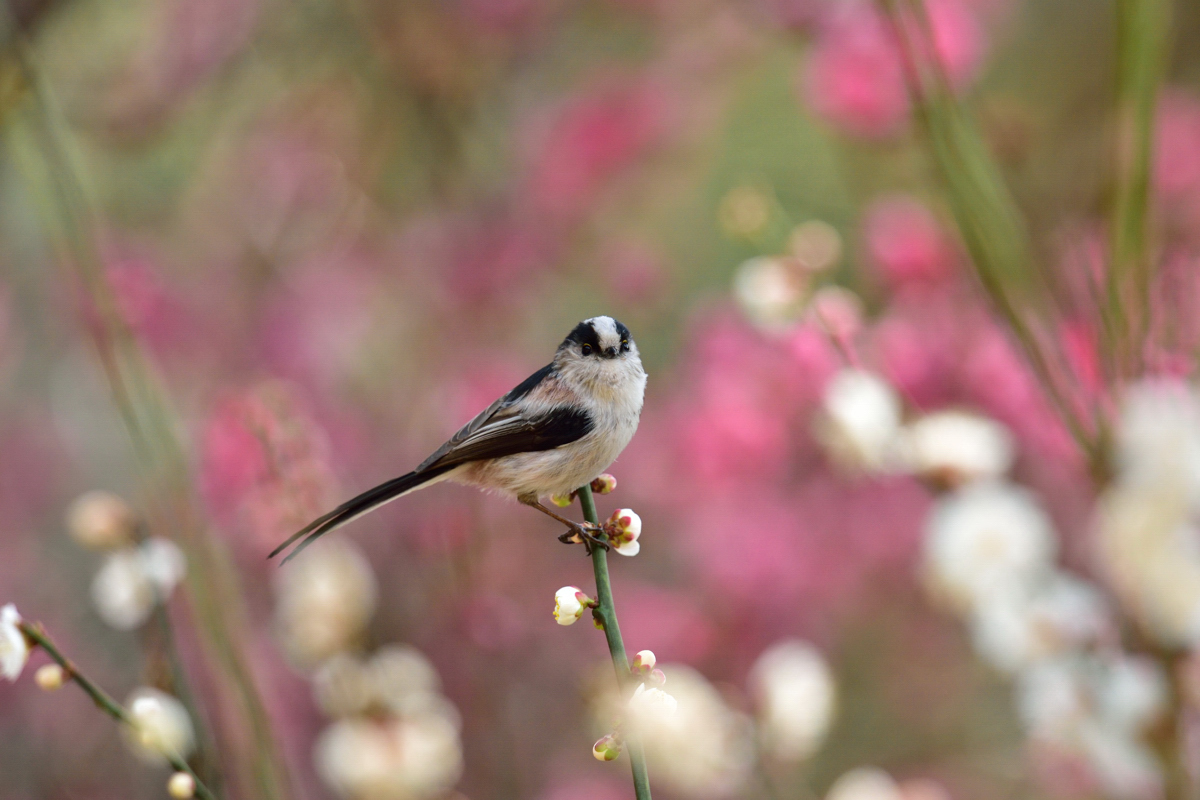 エナガも花見_a0189912_1944816.jpg