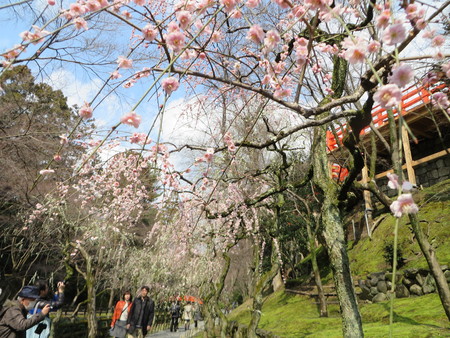 京都の散策2015　梅_c0054212_1119431.jpg