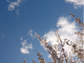 キラキラ_e0149215_2316274.png