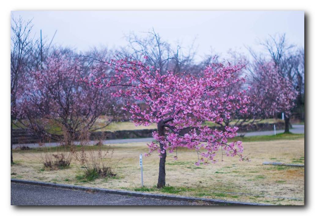 桜堤公園の河津桜開花。_f0222919_2024167.jpg