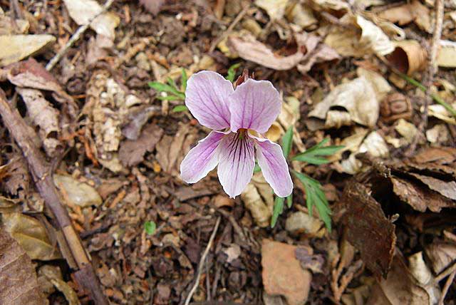 高尾山　花を追っかけて小下沢～６号路。_d0000031_18171063.jpg