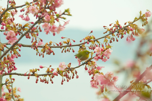 Baby　Cherry　blossom②~花鳥風、月はナシ_b0197639_1525148.jpg