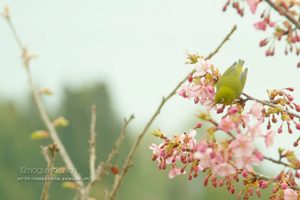 Baby　Cherry　blossom②~花鳥風、月はナシ_b0197639_1561526.jpg