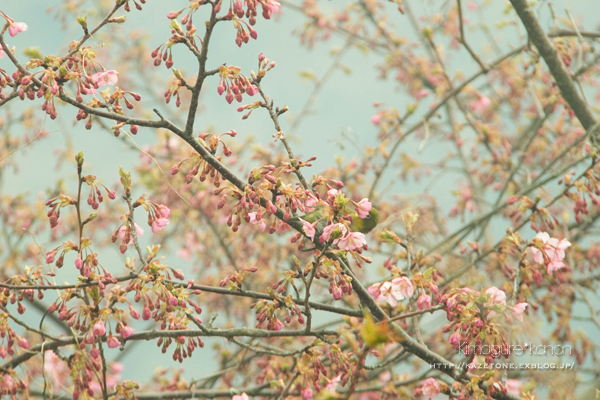 Baby　Cherry　blossom②~花鳥風、月はナシ_b0197639_1575912.jpg