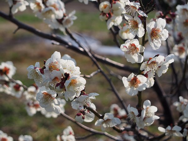 2015年3月21日　梅の花に魅せられて　③　_b0341140_17505512.jpg