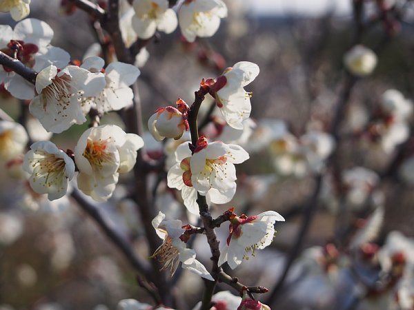 2015年3月21日　梅の花に魅せられて　③　_b0341140_17511611.jpg