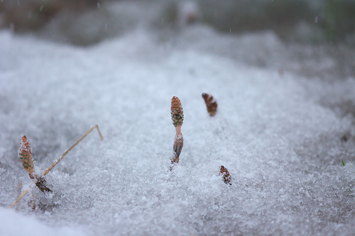 なごり雪_c0067040_22481616.jpg