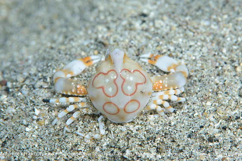 木の芽流し ~ツノナガコブシガニのバリエーション!?~_b0186442_1311841.jpg