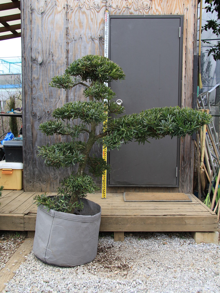 イヌマキ 犬槇 門かぶり仕立て 販売 画像 写真 価格 庭木 安行 植木