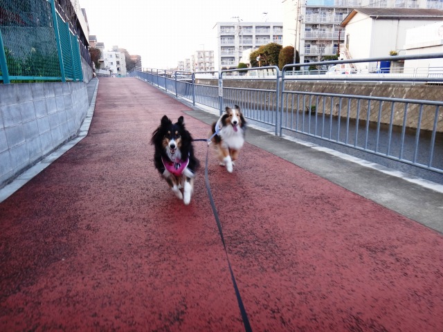 さくらさくら~_e0195743_2275041.jpg