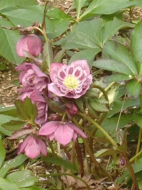 f0329849_16534880.jpg