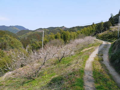 山あいの南高梅 今年も元気な花が満開です!!(2015)_a0254656_1802076.jpg