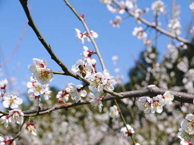 山あいの南高梅 今年も元気な花が満開です!!(2015)_a0254656_18144125.jpg