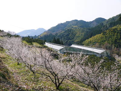 山あいの南高梅 今年も元気な花が満開です!!(2015)_a0254656_1842569.jpg