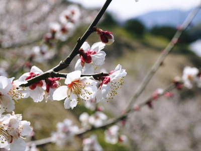 山あいの南高梅 今年も元気な花が満開です!!(2015)_a0254656_189012.jpg