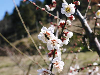 山あいの南高梅 今年も元気な花が満開です!!(2015)_a0254656_1903048.jpg