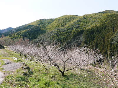 山あいの南高梅 今年も元気な花が満開です!!(2015)_a0254656_19124270.jpg
