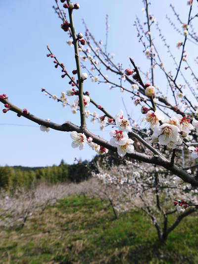 山あいの南高梅 今年も元気な花が満開です!!(2015)_a0254656_19161564.jpg