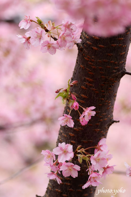 雨の河津桜_f0147858_14552097.jpg