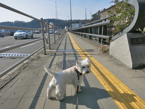 こんなに歩かせていいのかい?_c0260460_14011101.jpg