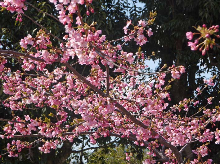 3・13「初太郎桜」は８分咲き：大利根用水旧笹川揚水機場跡地_c0014967_14224528.jpg