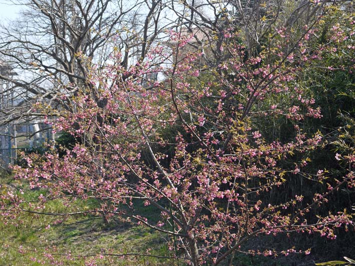 3・13「初太郎桜」は８分咲き：大利根用水旧笹川揚水機場跡地_c0014967_14231517.jpg