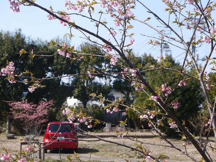3・13「初太郎桜」は８分咲き：大利根用水旧笹川揚水機場跡地_c0014967_14232555.jpg