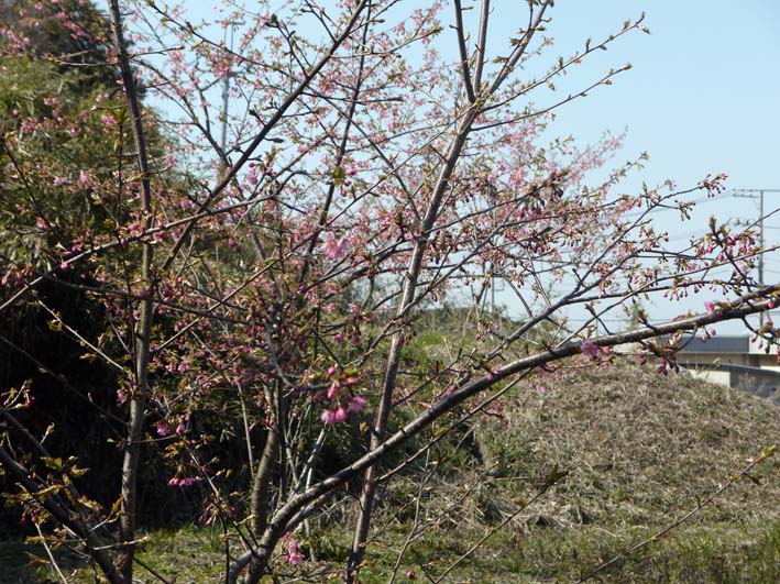 3・13「初太郎桜」は８分咲き：大利根用水旧笹川揚水機場跡地_c0014967_1423513.jpg