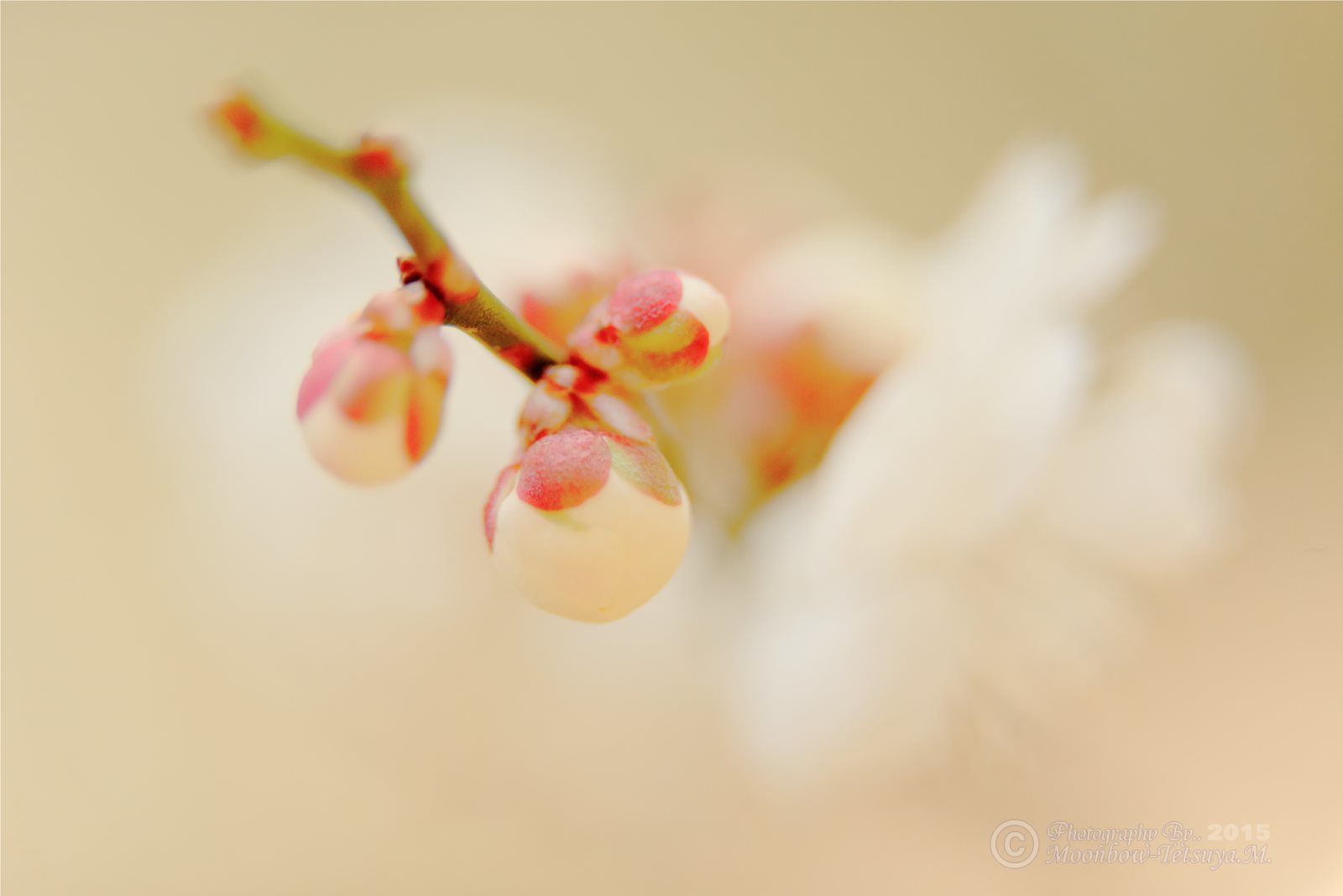 初春の花シリーズ2015　Vol.15_e0197769_05213197.jpg