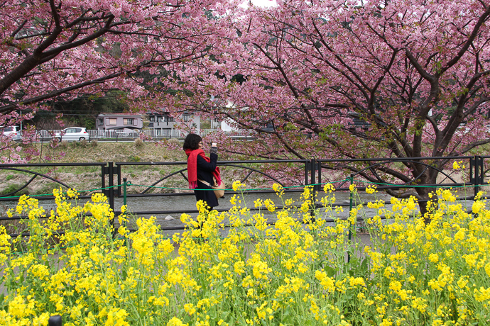 伊豆　河津桜_e0088874_23193173.jpg