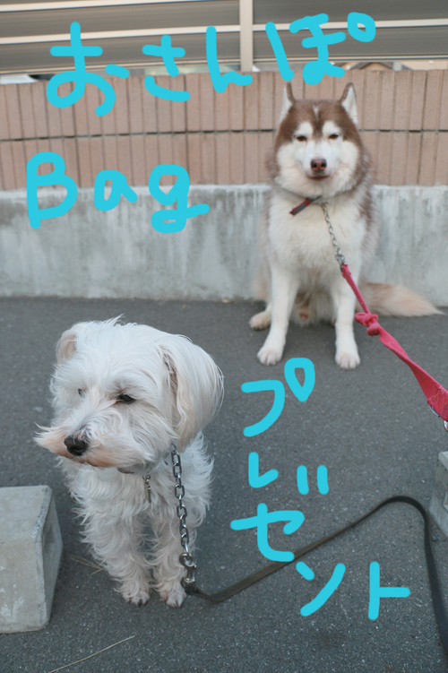 フィラリアとノミダニのおまけがスゴイ件。_c0245679_22215431.jpg