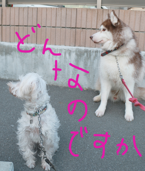 フィラリアとノミダニのおまけがスゴイ件。_c0245679_22243461.jpg