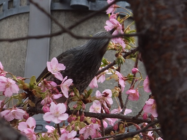 桜は良いですね～_b0317485_15395660.jpg