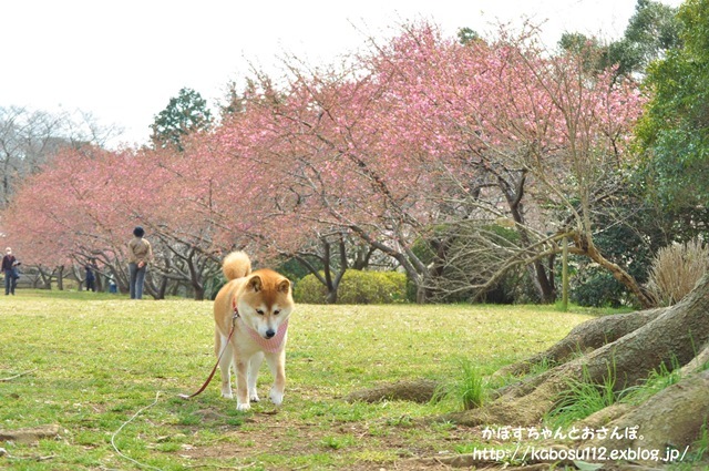 イヤイヤかぼちゃん_a0126590_23480317.jpg