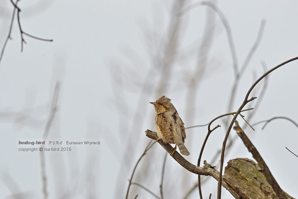 早春の冬鳥。。。アリスイとかいろいろ_d0164892_2015390.jpg