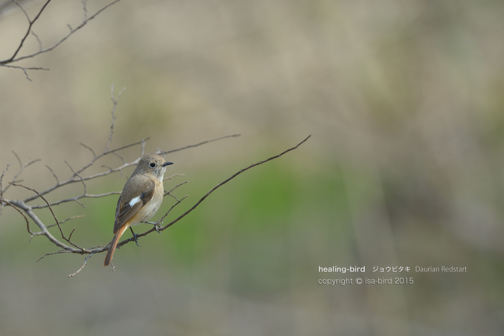 早春の冬鳥。。。アリスイとかいろいろ_d0164892_2022389.jpg