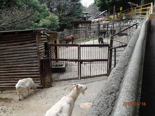 池田動物園_a0036693_20105340.jpg