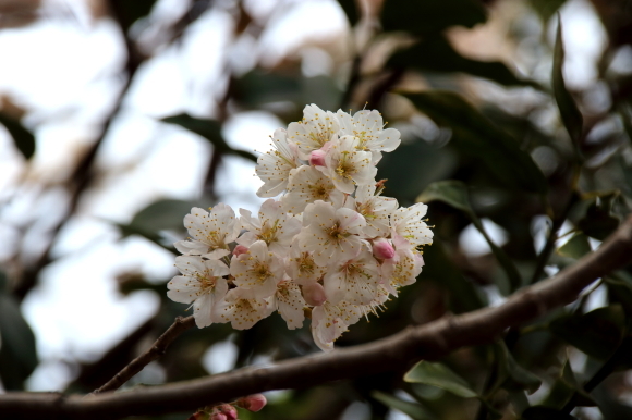 桜が咲いた_f0307097_03433032.jpg