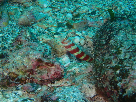 e0115199_14385436.jpg