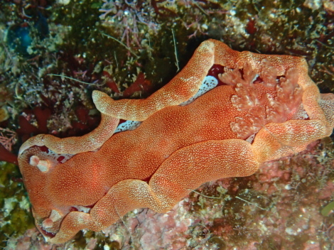 e0115199_14410122.jpg