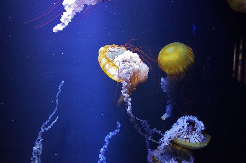 クラゲ水族館へ_c0336902_1938274.jpg