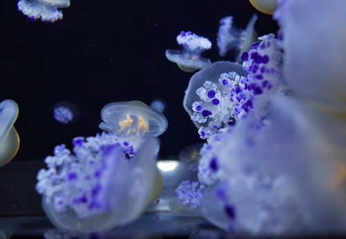 クラゲ水族館へ_c0336902_19383948.jpg