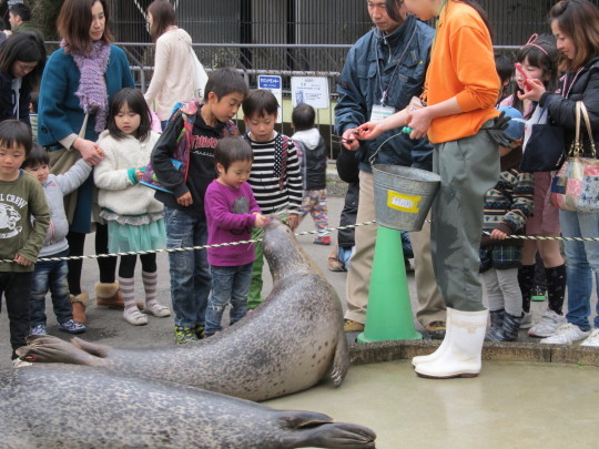 ゴマフアザラシのお誕生日イベント_c0290504_07071651.jpg